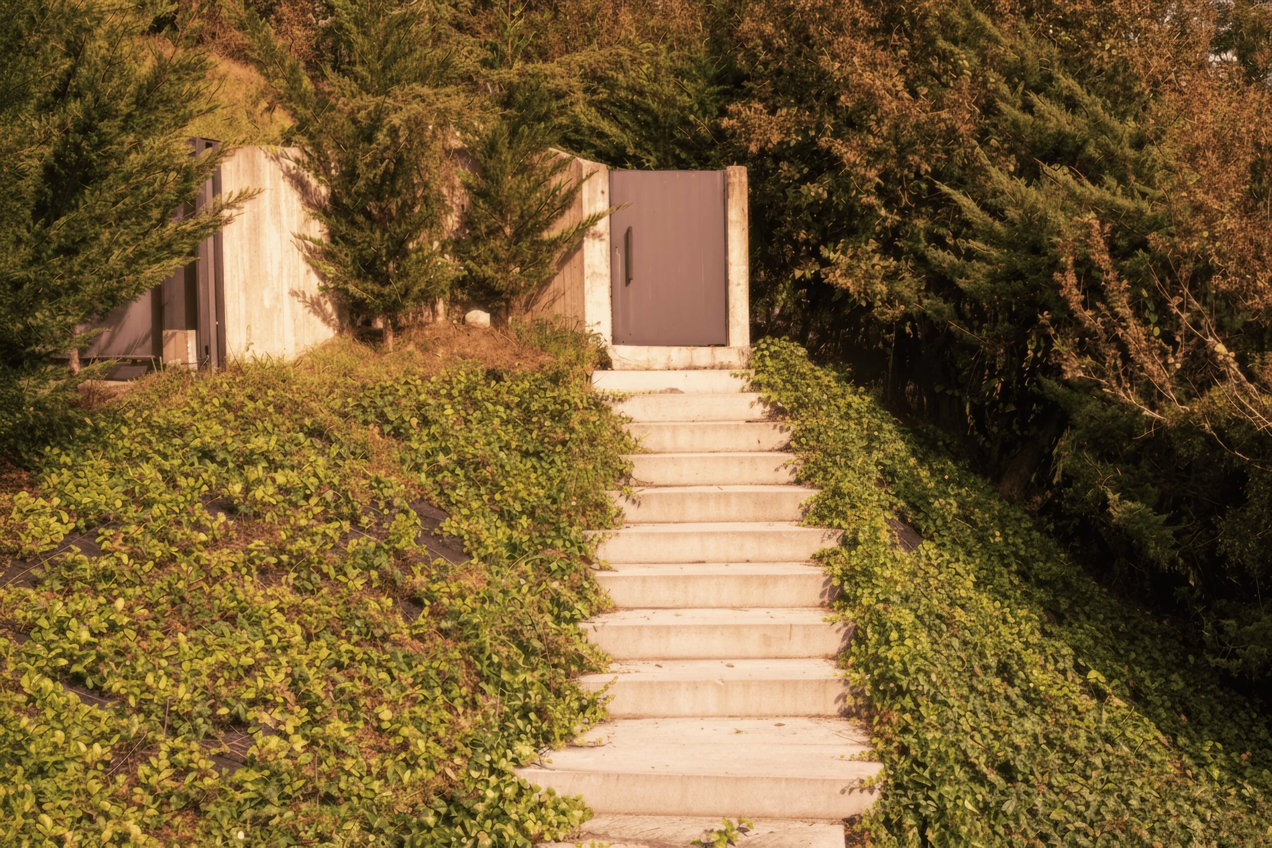 Escalera exterior entre vegetación que conduce a una puerta en un muro de hormigón.